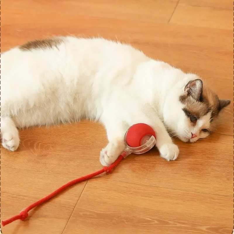 HOT Smart Cat Toys Automatic R - Pet Supplies First 评论和价格